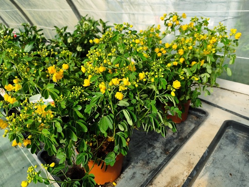 Cassia Floribunda D19