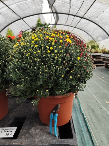 Chrysantheme Carnaval pompom 