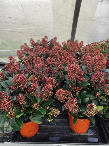 Skimmia Japonica Rubella D17