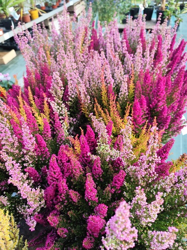 Erica Gracilis tricolor D16 