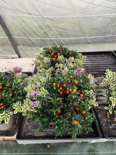 COMPO HEBE + Solanum D19