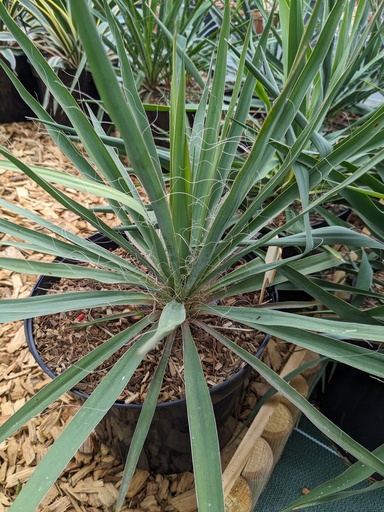 YUCCA filamentosa C.7.5L