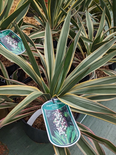 YUCCA gloriosa Variegata C.7.5L