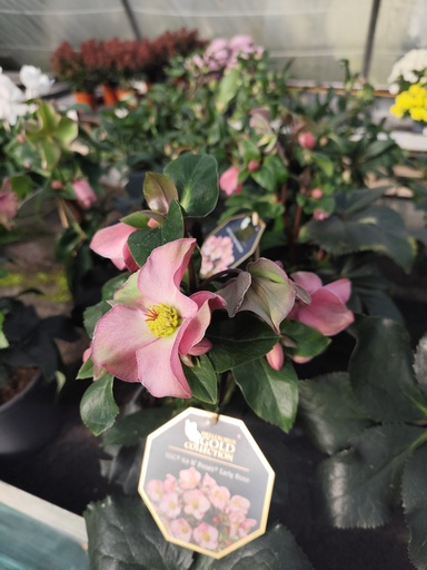 Hellebore Roses Early - Rose de Noël 