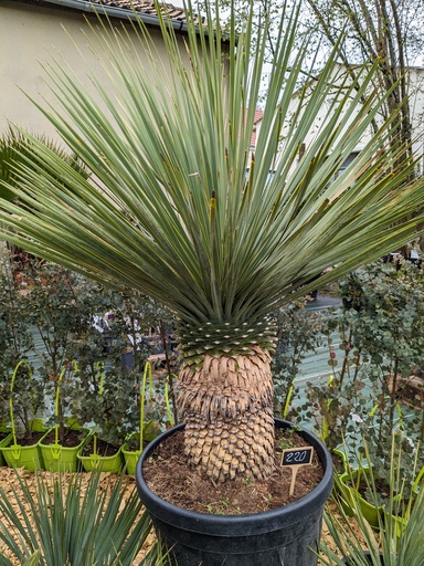 YUCCA Rostrata 35L