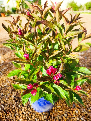 WEIGELIA Bristol ruby 4L