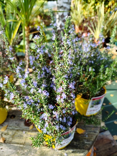 Romarin officinalis Corsican Blue