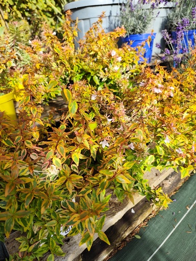 ABELIA grandiflora kaleidoscope Pot de 3L 