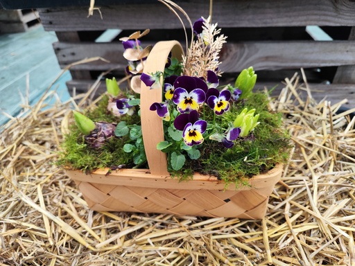 Panier jacinthe + viola