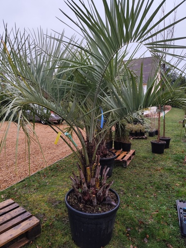Butia capitata 90L