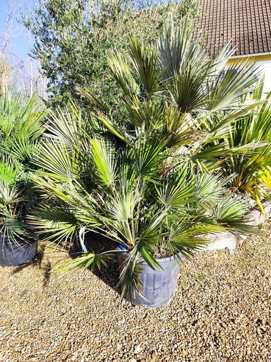 CHAMAEROPS HUMILIS 90L