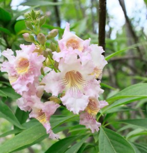 Chitalpa tashkentensis (Haute Tige 230) 35L