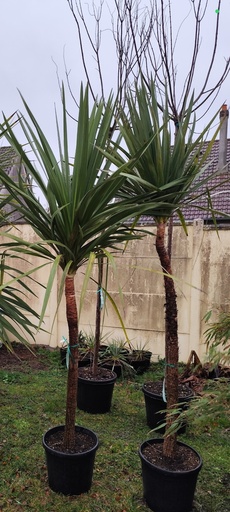 Cordyline australis 25L 
