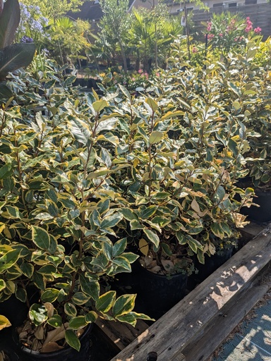 Elaeagnus ebbingei Viveleg  H40/50