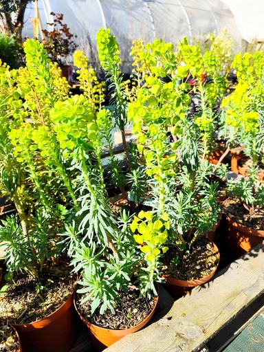 EUPHORBIA Characias Pot de 3L