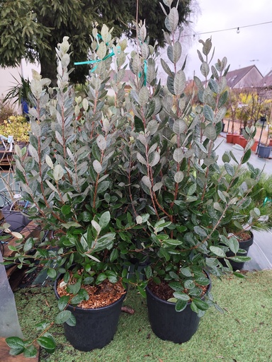 Feijoa sellowiana - Goyavier du Brésil 18L 80/100