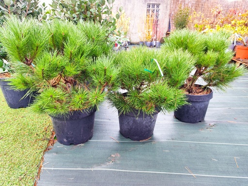 Pinus nigra Pierrick Brégeon - Pin noir nain d'Autriche 15L