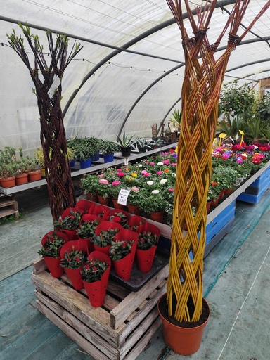 Saule Tresse - Salix Americana & Alba colonne 1m60