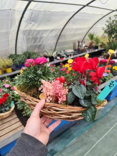 COMPO 2 plantes panier  