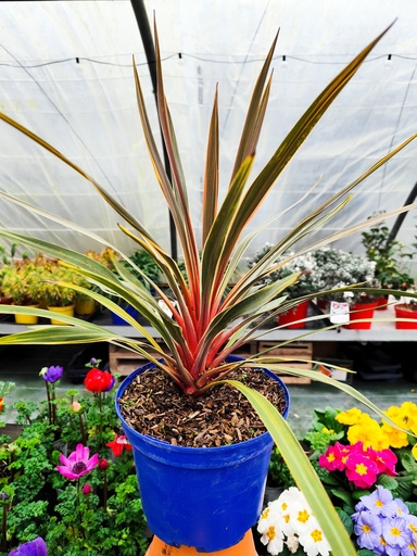 CORDYLINE australis Magic star 4L