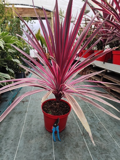 CORDYLINE australis Pink Passion 7.5L