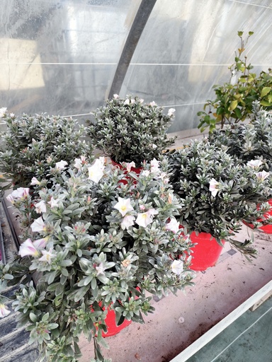 Liseron argenté arbustif - Convolvulus cneorum