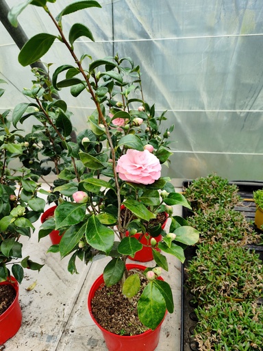 CAMELLIA Japonica Rose 7.5L Varies