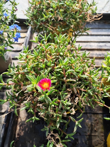 DELOSPERMA 3L - Pourpier de Cooper - Hot Pink & Scarlet fire