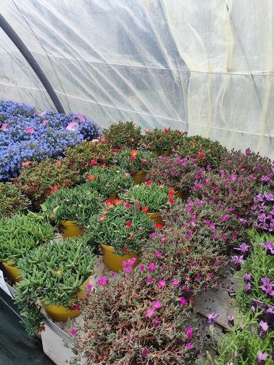 DELOSPERMA 3L - Pourpier de Cooper - Hot Pink - Scarlet fire - Ice Scream Purple