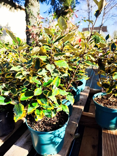 Elaeagnus ebbingei Viveleg 4L H30/40 