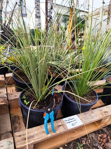 Dasylirion Longissimum 9L