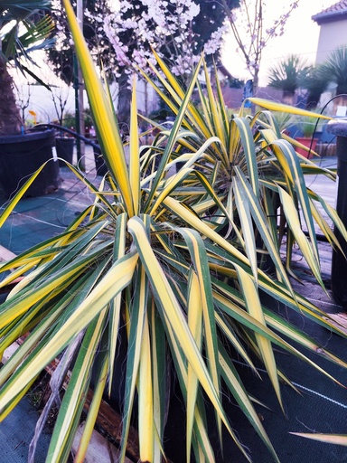 YUCCA Filamentosa color Guard 7L 