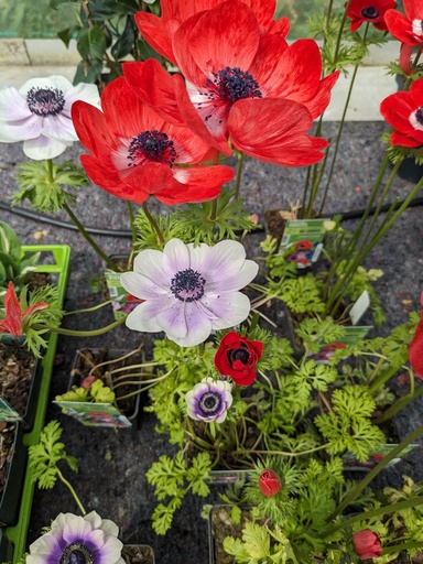 ANEMONE coronaria godet 9cm