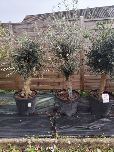 Olivier / OLEA Europaea 45L