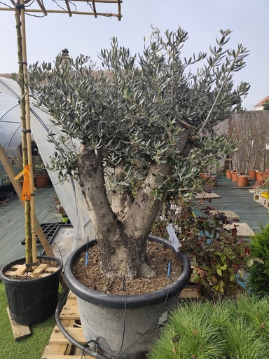 Olivier / OLEA Europaea Sweet Dream 100L