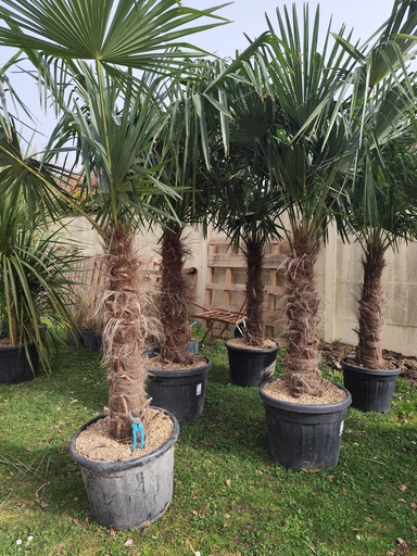 Trachycarpus F. tronc 100/120cm
