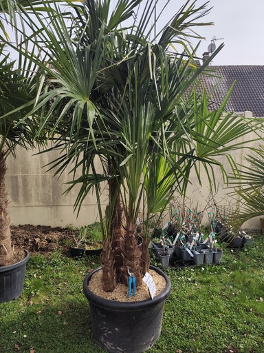 Trachycarpus F. multi tronc 100L