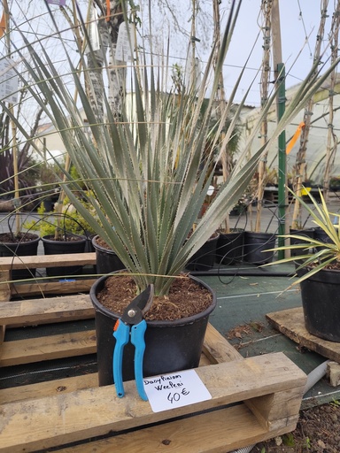 Dasylirion Wheeleri 10L 