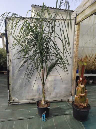 Syagrus Romanzoffiana 15L