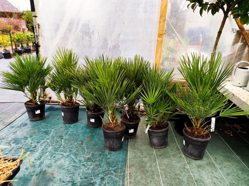 CHAMAEROPS humilis D22