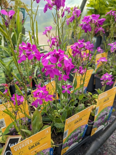 ARABIS blepharophylla (violet) godet 9cm