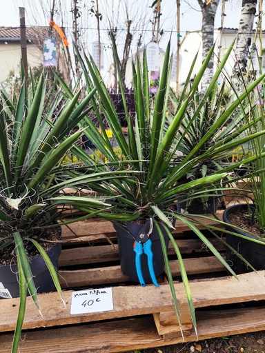 Yucca Filifera 7L
