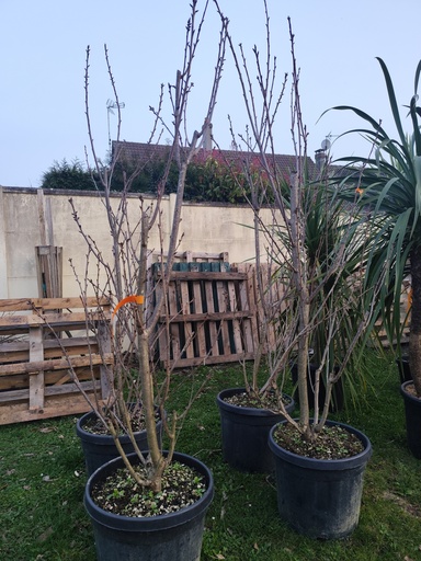 CERISIER du Japon "Kanzan" 150/200