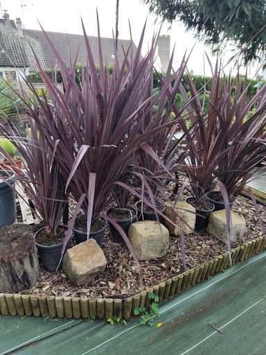 Cordyline australis Red Star 9L