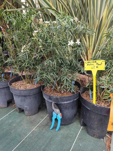 Choisya Aztec Pearl 9L