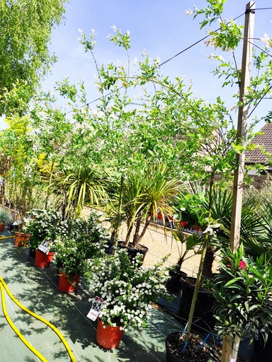 Saule crevette sur tige - Salix integra Hakuro Nishiki 15L