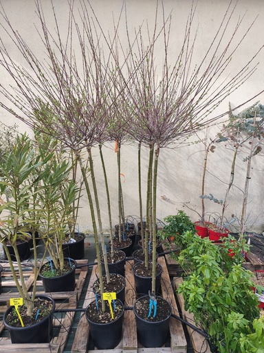 Saule crevette sur tige - Salix integra Hakuro Nishiki 15L