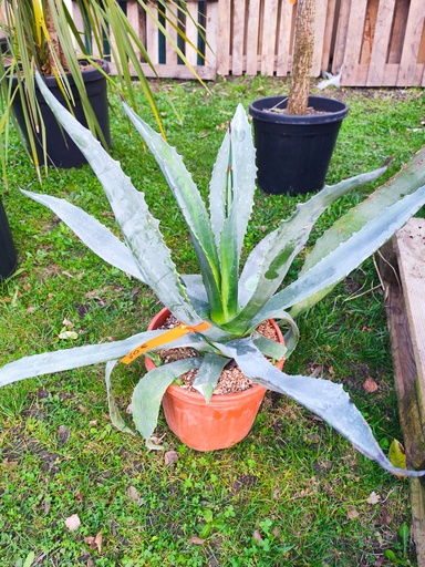 Agave Americana 9L