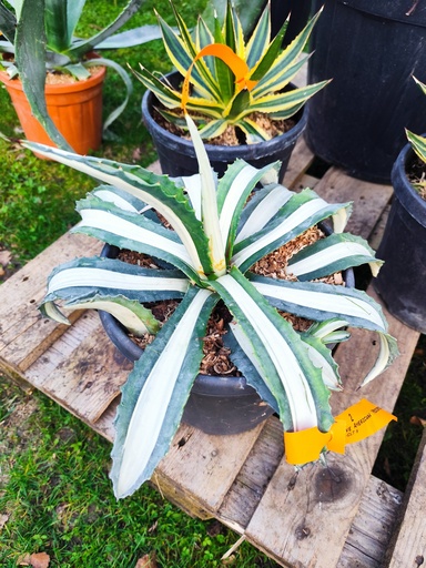Agave Americana mediopicta 9L