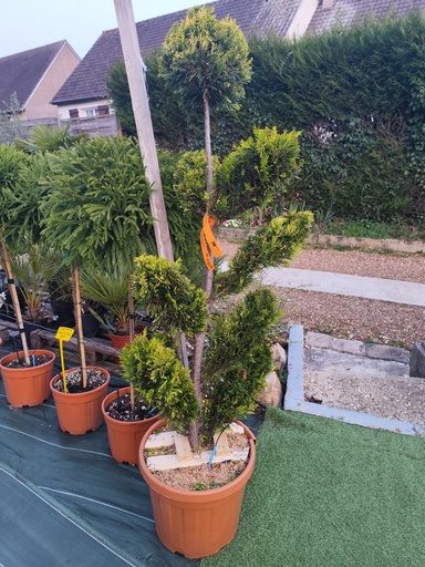 Cypres de Leyland - Cupressocyparis leylandii Gold Rider bonsai 35L 140/150